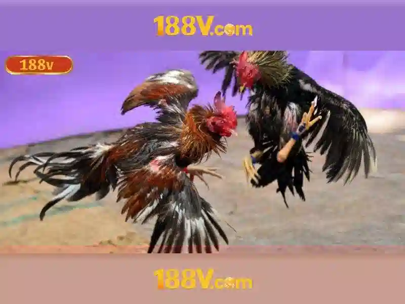 Trải nghiệm người dùng và phản hồi của cộng đồng