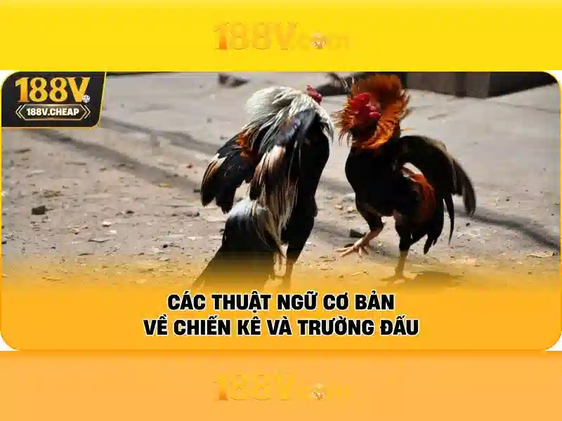 Kết luận